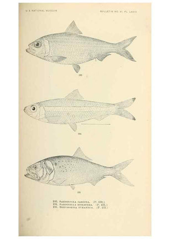 Reproducción/Reproduction 7983335649: The fishes of North and Middle America :. Washington :Smithsonian Institution, United States National Museum,1896-1900.