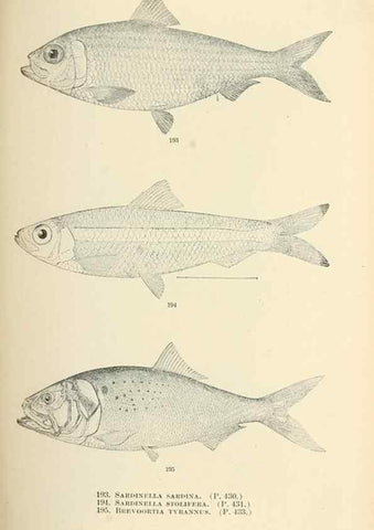 Reproducción/Reproduction 7983335649: The fishes of North and Middle America :. Washington :Smithsonian Institution, United States National Museum,1896-1900.