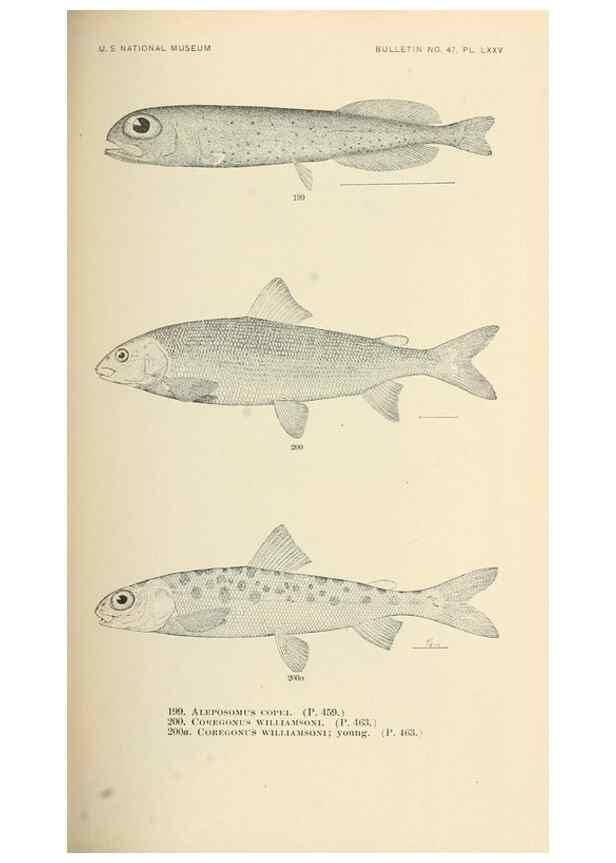 Reproducción/Reproduction 7983341086: The fishes of North and Middle America :. Washington :Smithsonian Institution, United States National Museum,1896-1900.
