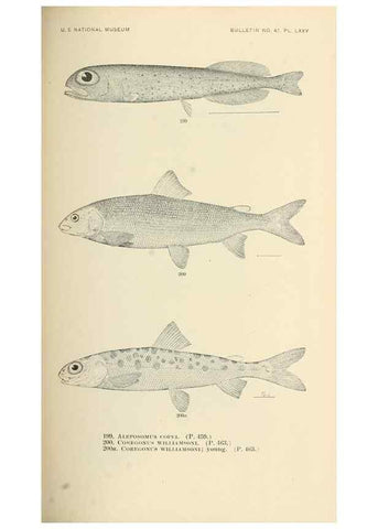 Reproducción/Reproduction 7983341086: The fishes of North and Middle America :. Washington :Smithsonian Institution, United States National Museum,1896-1900.
