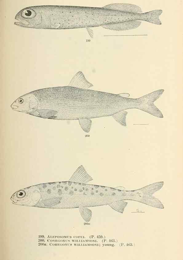 Reproducción/Reproduction 7983341086: The fishes of North and Middle America :. Washington :Smithsonian Institution, United States National Museum,1896-1900.