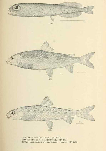 Reproducción/Reproduction 7983341086: The fishes of North and Middle America :. Washington :Smithsonian Institution, United States National Museum,1896-1900.