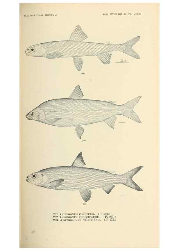 Reproducción/Reproduction 7983337405: The fishes of North and Middle America :. Washington :Smithsonian Institution, United States National Museum,1896-1900.