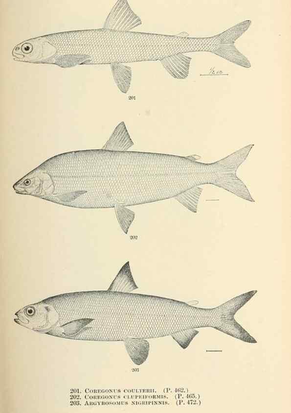 Reproducción/Reproduction 7983337405: The fishes of North and Middle America :. Washington :Smithsonian Institution, United States National Museum,1896-1900.