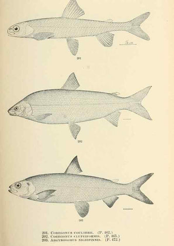 Reproducción/Reproduction 7983337405: The fishes of North and Middle America :. Washington :Smithsonian Institution, United States National Museum,1896-1900.