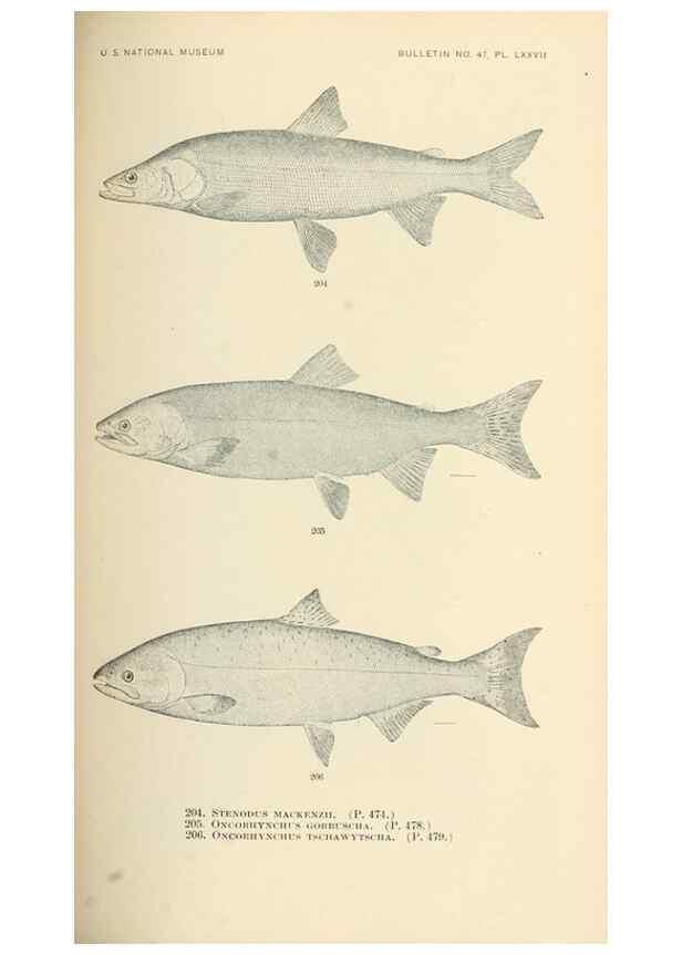 Reproducción/Reproduction 7983337997: The fishes of North and Middle America :. Washington :Smithsonian Institution, United States National Museum,1896-1900.