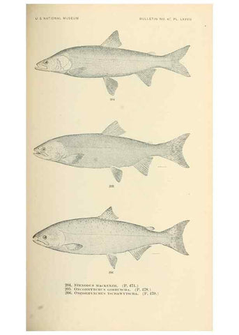 Reproducción/Reproduction 7983337997: The fishes of North and Middle America :. Washington :Smithsonian Institution, United States National Museum,1896-1900.