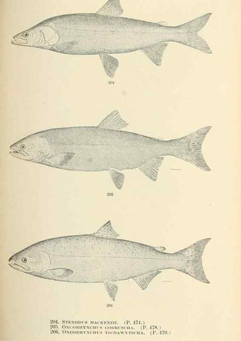 Reproducción/Reproduction 7983337997: The fishes of North and Middle America :. Washington :Smithsonian Institution, United States National Museum,1896-1900.