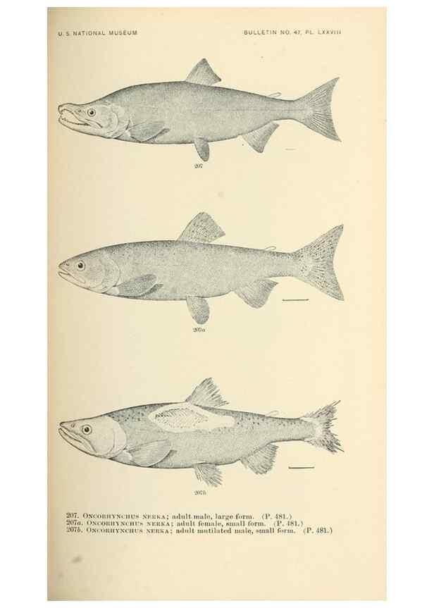Reproducción/Reproduction 7983342978: The fishes of North and Middle America :. Washington :Smithsonian Institution, United States National Museum,1896-1900.