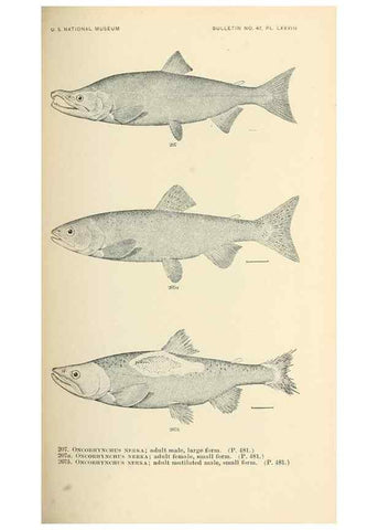 Reproducción/Reproduction 7983342978: The fishes of North and Middle America :. Washington :Smithsonian Institution, United States National Museum,1896-1900.