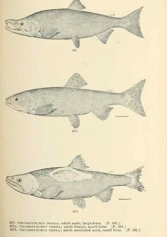 Reproducción/Reproduction 7983342978: The fishes of North and Middle America :. Washington :Smithsonian Institution, United States National Museum,1896-1900.