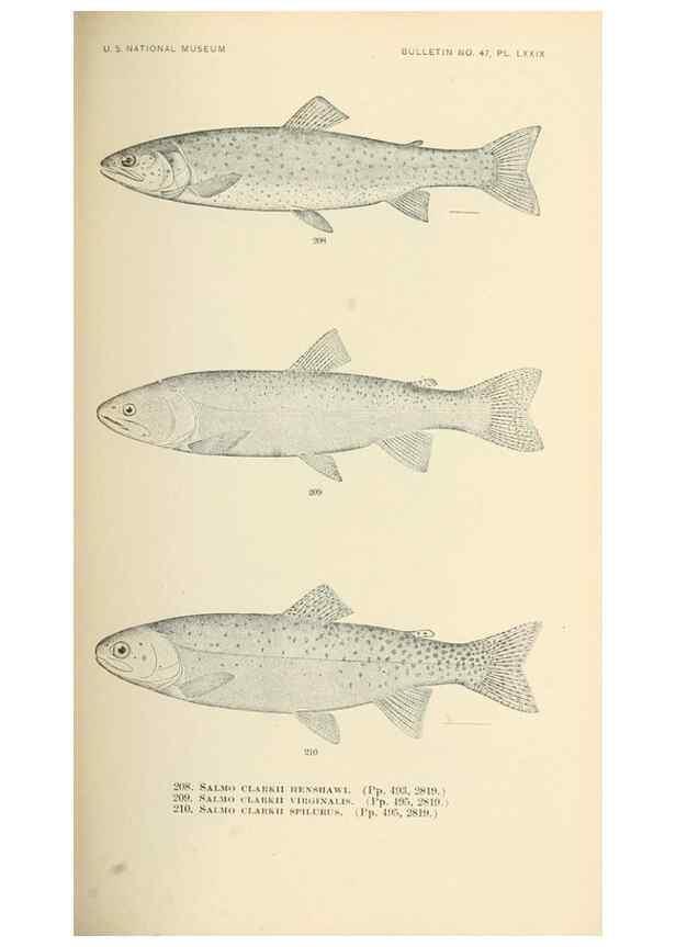 Reproducción/Reproduction 7983339183: The fishes of North and Middle America :. Washington :Smithsonian Institution, United States National Museum,1896-1900.