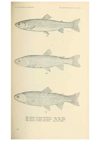Reproducción/Reproduction 7983339183: The fishes of North and Middle America :. Washington :Smithsonian Institution, United States National Museum,1896-1900.