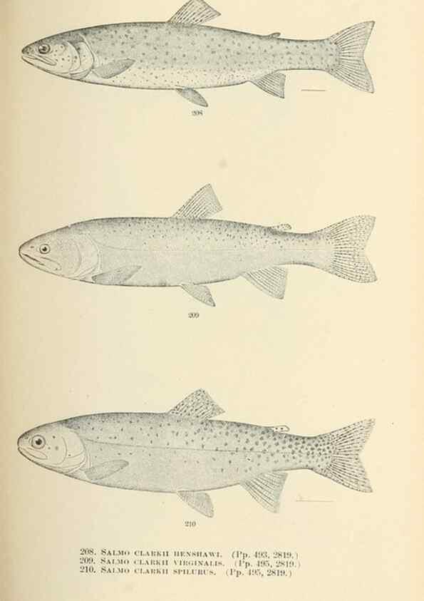 Reproducción/Reproduction 7983339183: The fishes of North and Middle America :. Washington :Smithsonian Institution, United States National Museum,1896-1900.