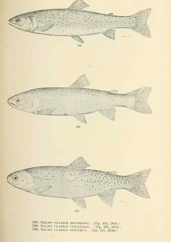 Reproducción/Reproduction 7983339183: The fishes of North and Middle America :. Washington :Smithsonian Institution, United States National Museum,1896-1900.