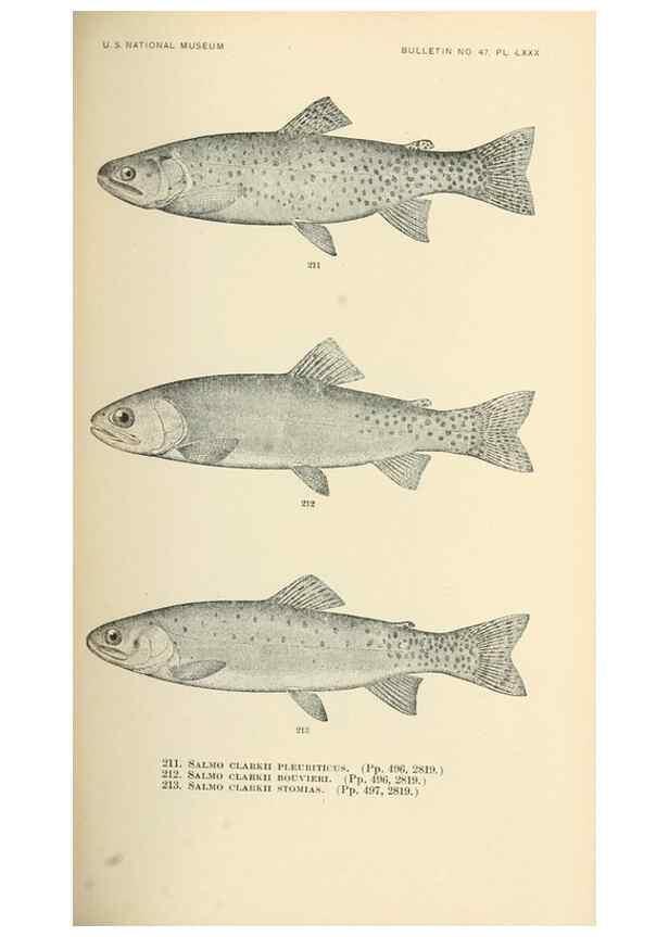Reproducción/Reproduction 7983339751: The fishes of North and Middle America :. Washington :Smithsonian Institution, United States National Museum,1896-1900.