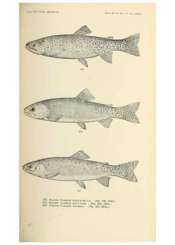 Reproducción/Reproduction 7983339751: The fishes of North and Middle America :. Washington :Smithsonian Institution, United States National Museum,1896-1900.