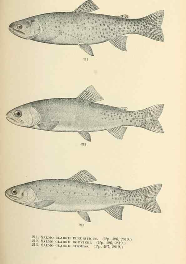 Reproducción/Reproduction 7983339751: The fishes of North and Middle America :. Washington :Smithsonian Institution, United States National Museum,1896-1900.