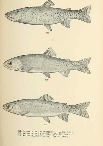 Reproducción/Reproduction 7983339751: The fishes of North and Middle America :. Washington :Smithsonian Institution, United States National Museum,1896-1900.