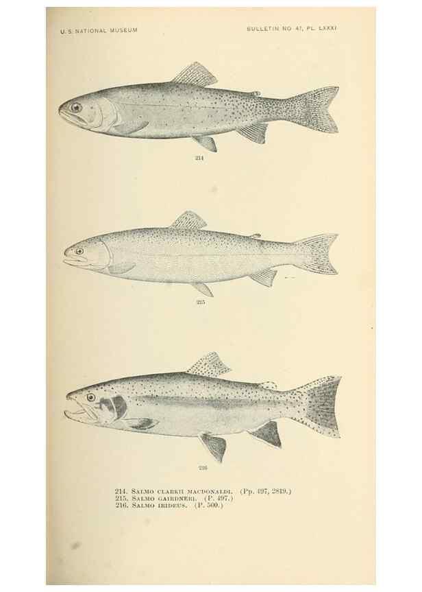 Reproducción/Reproduction 7983340297: The fishes of North and Middle America :. Washington :Smithsonian Institution, United States National Museum,1896-1900.