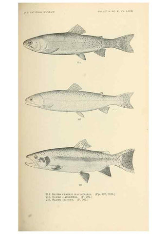 Reproducción/Reproduction 7983340297: The fishes of North and Middle America :. Washington :Smithsonian Institution, United States National Museum,1896-1900.