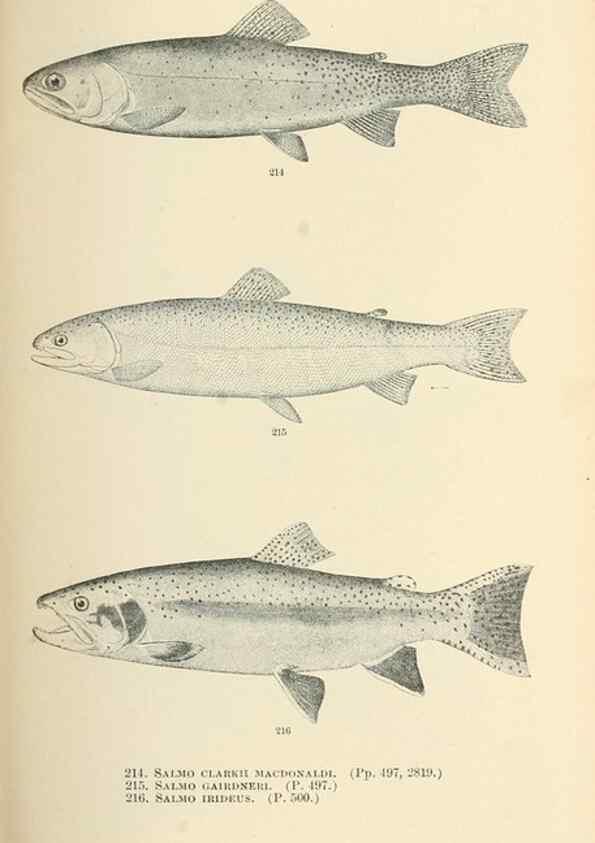 Reproducción/Reproduction 7983340297: The fishes of North and Middle America :. Washington :Smithsonian Institution, United States National Museum,1896-1900.