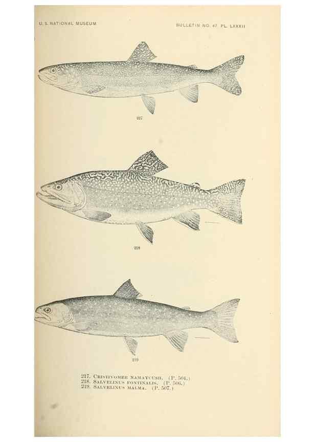 Reproducción/Reproduction 7983345260: The fishes of North and Middle America :. Washington :Smithsonian Institution, United States National Museum,1896-1900.