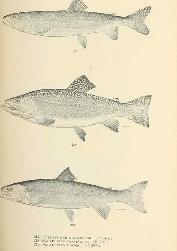 Reproducción/Reproduction 7983345260: The fishes of North and Middle America :. Washington :Smithsonian Institution, United States National Museum,1896-1900.