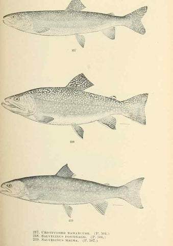 Reproducción/Reproduction 7983345260: The fishes of North and Middle America :. Washington :Smithsonian Institution, United States National Museum,1896-1900.