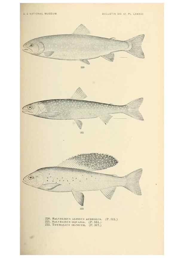 Reproducción/Reproduction 7983345904: The fishes of North and Middle America :. Washington :Smithsonian Institution, United States National Museum,1896-1900.
