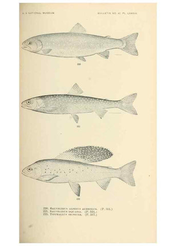 Reproducción/Reproduction 7983345904: The fishes of North and Middle America :. Washington :Smithsonian Institution, United States National Museum,1896-1900.