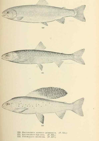 Reproducción/Reproduction 7983345904: The fishes of North and Middle America :. Washington :Smithsonian Institution, United States National Museum,1896-1900.