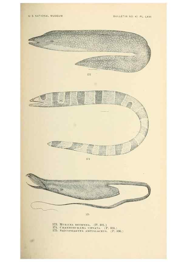 Reproducción/Reproduction 7983330865: The fishes of North and Middle America :. Washington :Smithsonian Institution, United States National Museum,1896-1900.