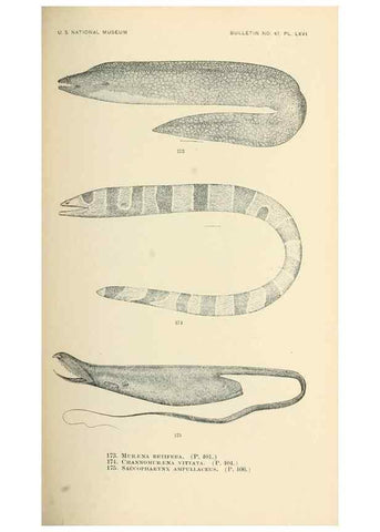Reproducción/Reproduction 7983330865: The fishes of North and Middle America :. Washington :Smithsonian Institution, United States National Museum,1896-1900.