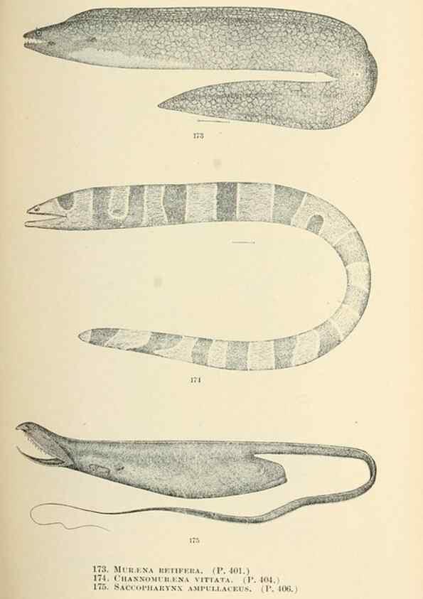 Reproducción/Reproduction 7983330865: The fishes of North and Middle America :. Washington :Smithsonian Institution, United States National Museum,1896-1900.