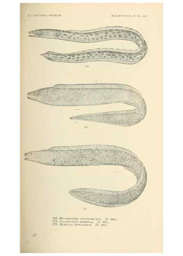 Reproducción/Reproduction 7983334480: The fishes of North and Middle America :. Washington :Smithsonian Institution, United States National Museum,1896-1900.