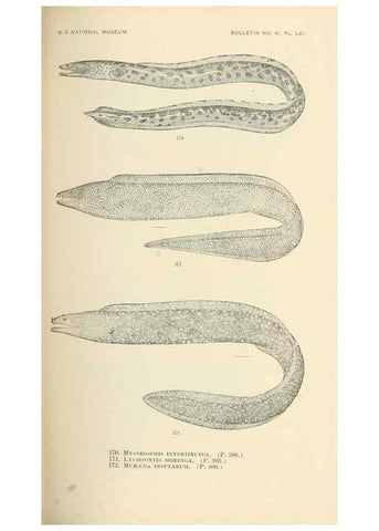 Reproducción/Reproduction 7983334480: The fishes of North and Middle America :. Washington :Smithsonian Institution, United States National Museum,1896-1900.
