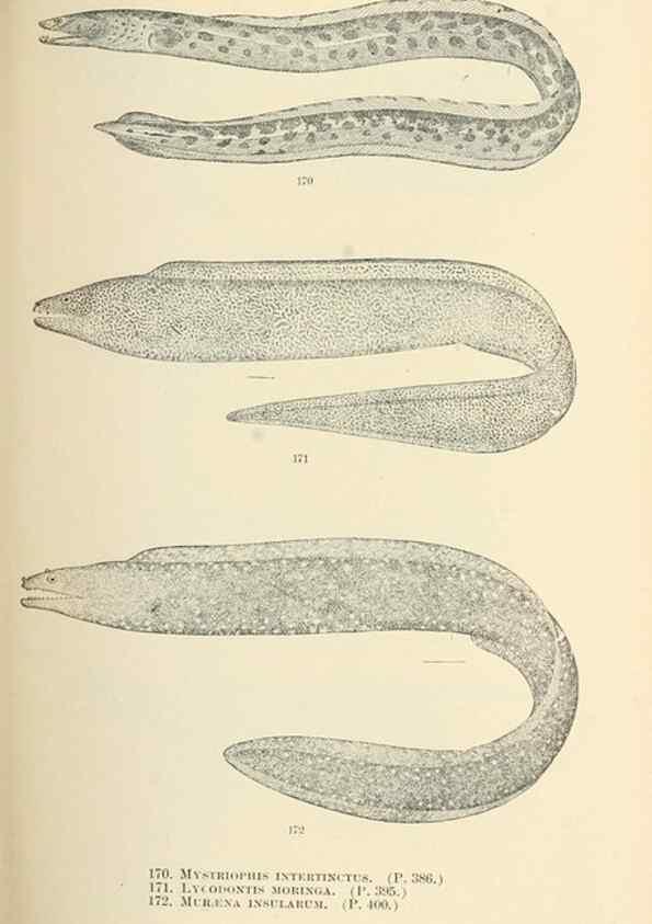 Reproducción/Reproduction 7983334480: The fishes of North and Middle America :. Washington :Smithsonian Institution, United States National Museum,1896-1900.