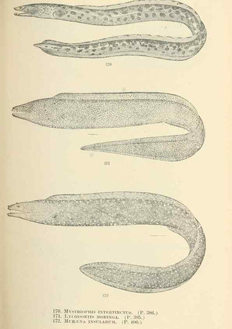 Reproducción/Reproduction 7983334480: The fishes of North and Middle America :. Washington :Smithsonian Institution, United States National Museum,1896-1900.