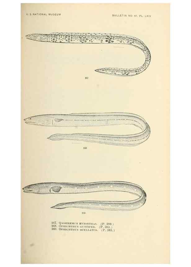 Reproducción/Reproduction 7983333580: The fishes of North and Middle America :. Washington :Smithsonian Institution, United States National Museum,1896-1900.