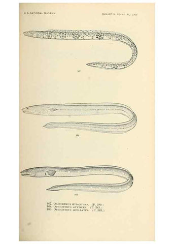 Reproducción/Reproduction 7983333580: The fishes of North and Middle America :. Washington :Smithsonian Institution, United States National Museum,1896-1900.