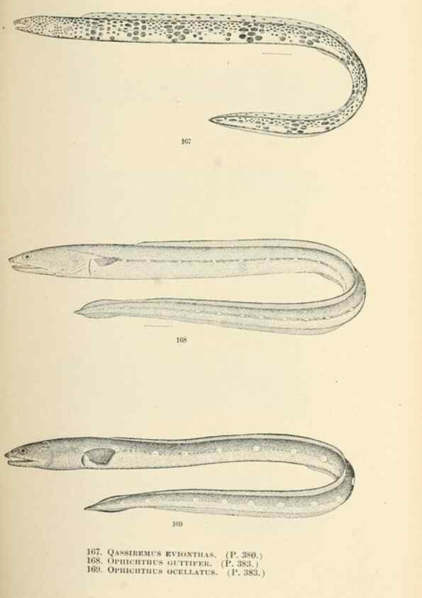 Reproducción/Reproduction 7983333580: The fishes of North and Middle America :. Washington :Smithsonian Institution, United States National Museum,1896-1900.