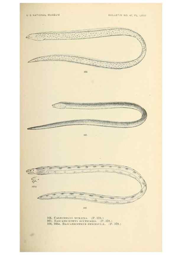 Reproducción/Reproduction 7983332988: The fishes of North and Middle America :. Washington :Smithsonian Institution, United States National Museum,1896-1900.