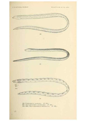 Reproducción/Reproduction 7983332988: The fishes of North and Middle America :. Washington :Smithsonian Institution, United States National Museum,1896-1900.