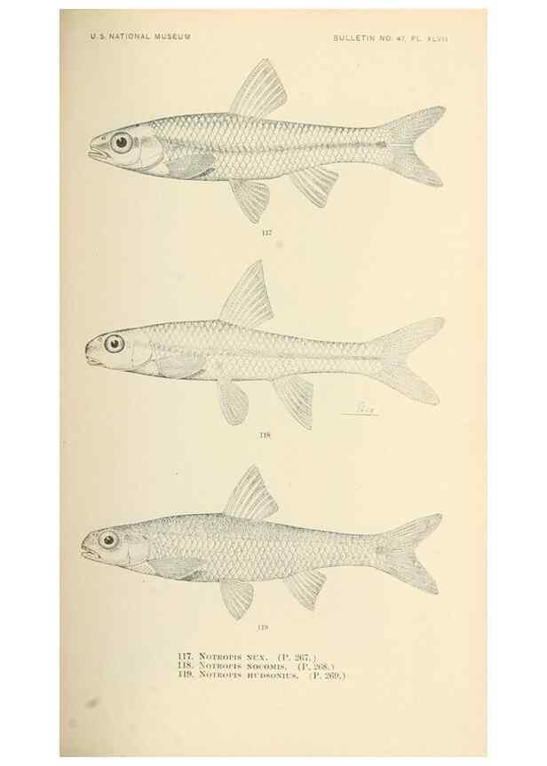 Reproducción/Reproduction 7983317173: The fishes of North and Middle America :. Washington :Smithsonian Institution, United States National Museum,1896-1900.