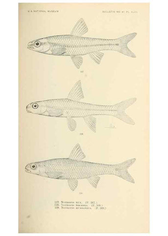 Reproducción/Reproduction 7983317173: The fishes of North and Middle America :. Washington :Smithsonian Institution, United States National Museum,1896-1900.