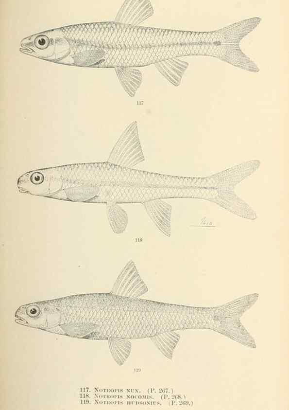 Reproducción/Reproduction 7983317173: The fishes of North and Middle America :. Washington :Smithsonian Institution, United States National Museum,1896-1900.