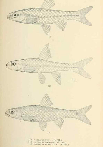 Reproducción/Reproduction 7983317173: The fishes of North and Middle America :. Washington :Smithsonian Institution, United States National Museum,1896-1900.