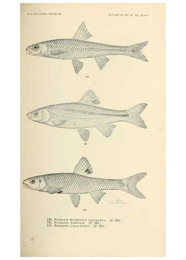 Reproducción/Reproduction 7983322102: The fishes of North and Middle America :. Washington :Smithsonian Institution, United States National Museum,1896-1900.