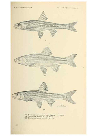 Reproducción/Reproduction 7983322102: The fishes of North and Middle America :. Washington :Smithsonian Institution, United States National Museum,1896-1900.